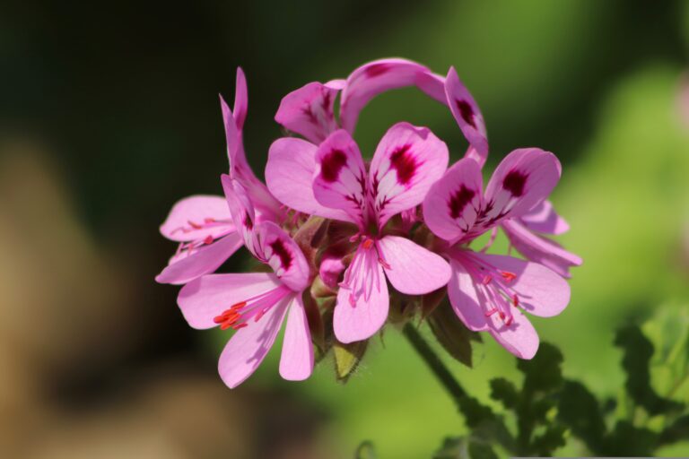 pelargonia